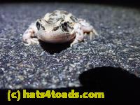 /home//u458753944/public_html/sourcegallery///Roxborough Toad Detour/2022/2022-03-07/P3070843.JPG